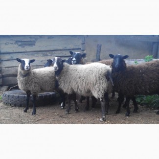 Продам овець романівської породи
