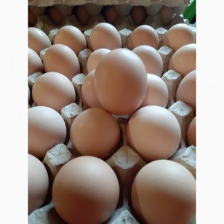 КОББ 500 бройлер яйця для інкубації