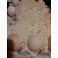 КОББ 500 бройлер яйця для інкубації
