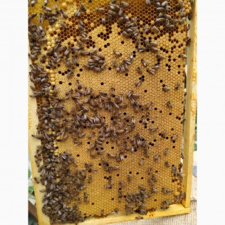 Продам 20 бджолопакетів в Сумській області