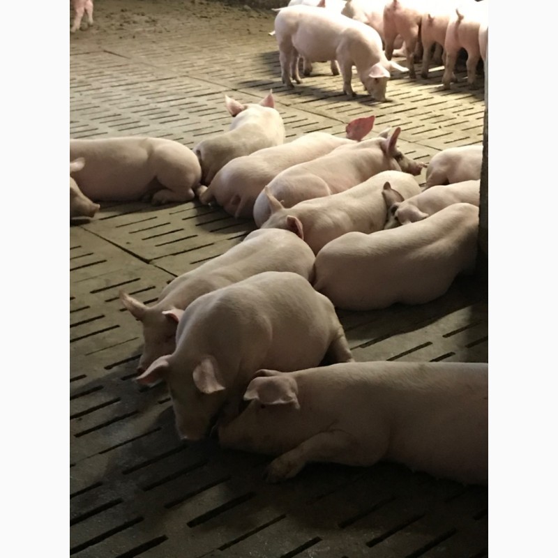 Продам оптом свиней
