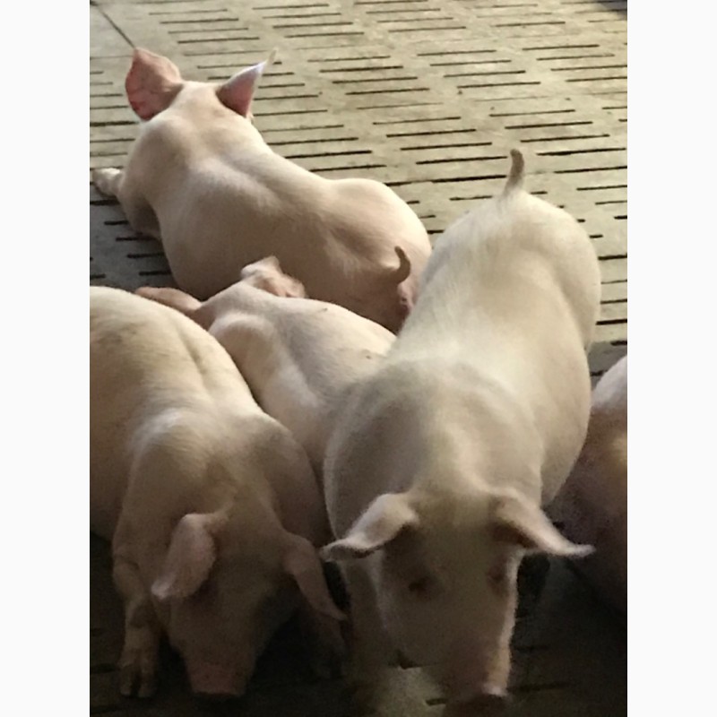 Фото 2. Продам оптом свиней