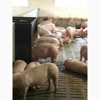 Продам оптом свиней