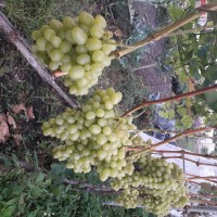 Продам органічний домашній виноград Аркадія 20 кг