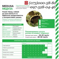 Подсолнечник Medusa / Медуза, Maisadour Semences - стоп заразиха G