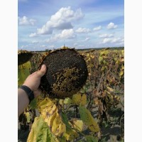 Продам насіння соняшника під Гранстар (50г/га)