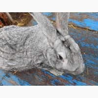 Продам кролика серого цвета
