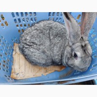 Продам кролика серого цвета