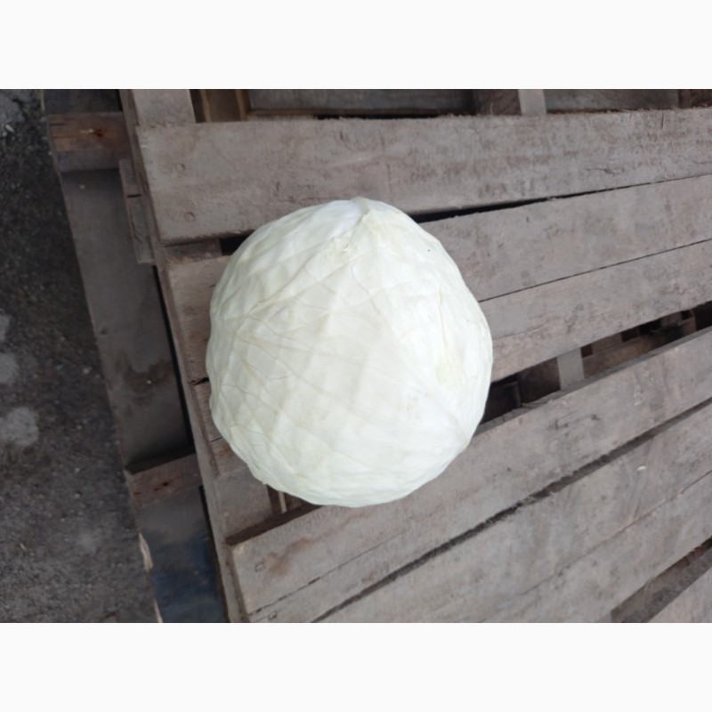 Фото 2. Продам капусту сорт Лексикон вес от1.5 до 3.00 кг