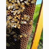 Отправлю бджоломатки бакфаст 2023 почтой