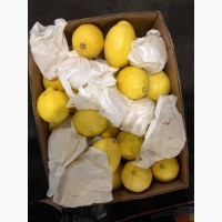 Лимон (Аргентина )
