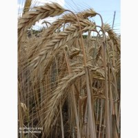 Озиме жито Алатир, насіння