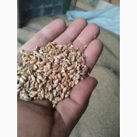 Продам Пшениця