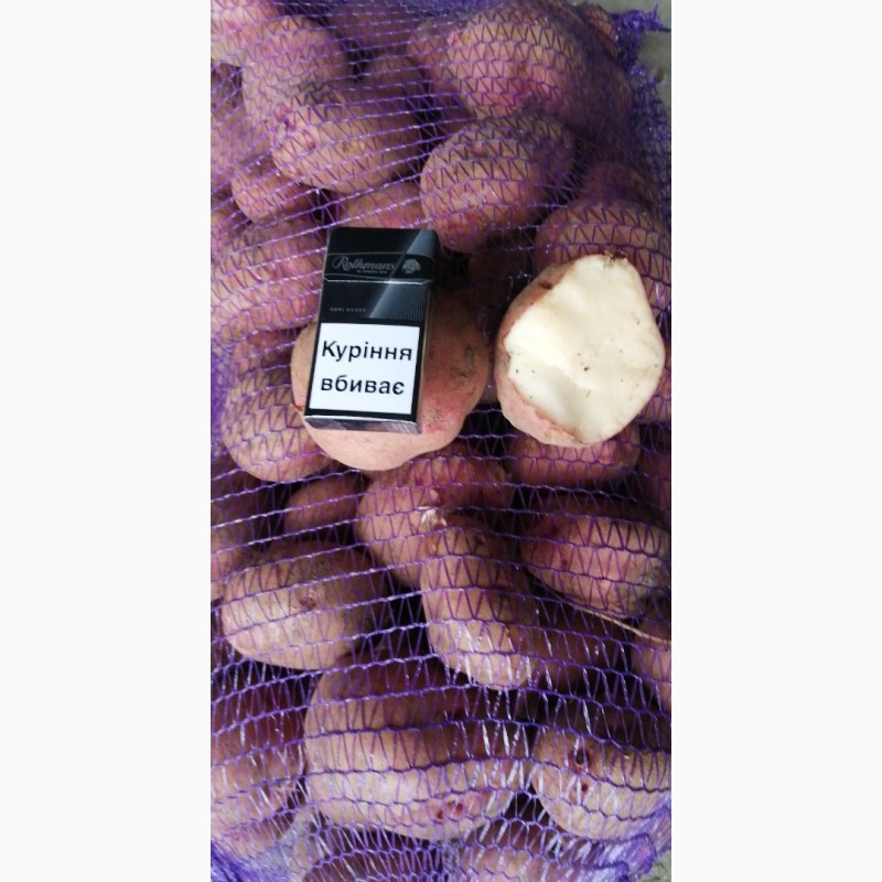 Фото 3. Продаю товарну картопля, буряк столовий