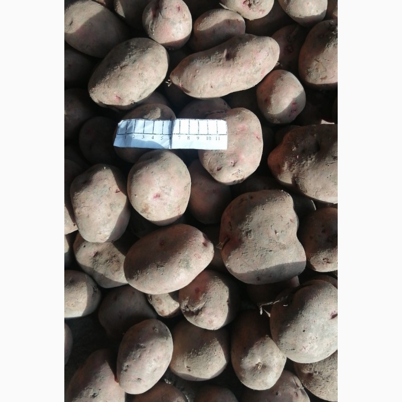 Фото 2. Продаю товарну картопля, буряк столовий