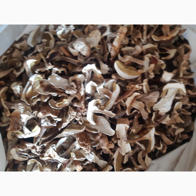 Фото 5. Сушені білі гриби полісся