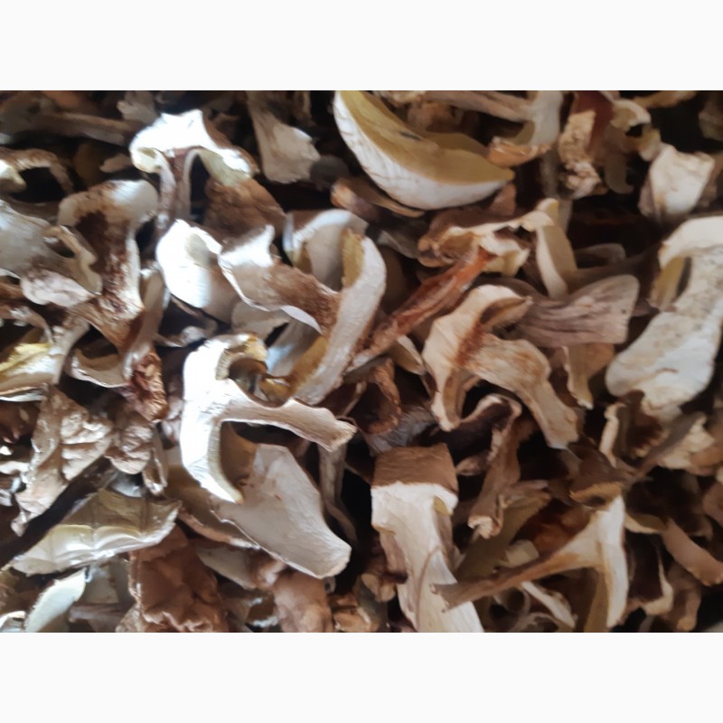 Фото 6. Сушені білі гриби полісся