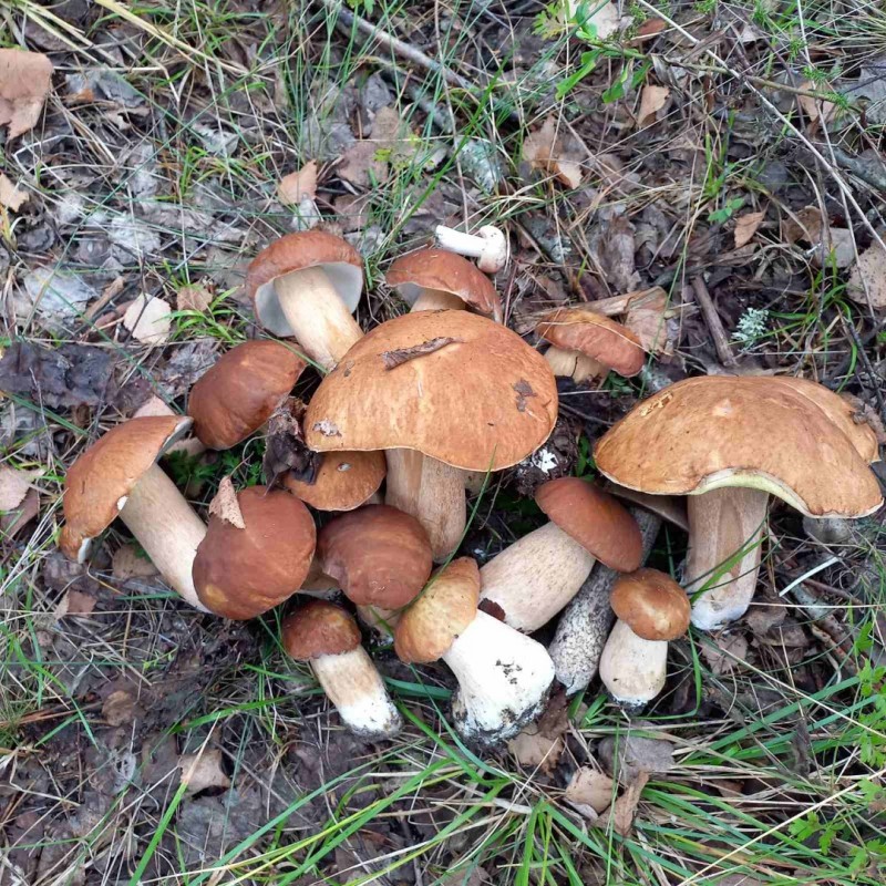 Фото 9. Сушені білі гриби полісся