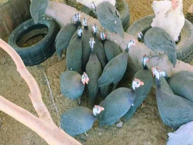 Фото 7. Інкубаційне яйце Цесарка чубата, синя, сіро-крапчаста