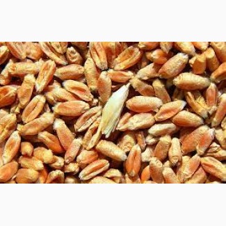 Продам пшеницю 20 тонн