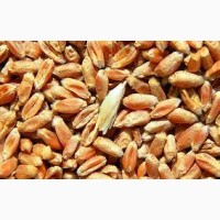 Продам пшеницю 100 тонн