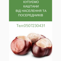 Купуємо каштани дорого запрошуємо до співпраці оптових постачальників