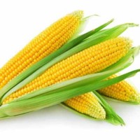 Куплю кукурузу. Самовывоз по всей Украине