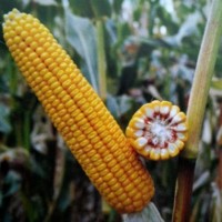 Насіння кукурудзи ДН Пивиха (ФАО 180) Рост Агро