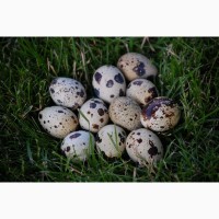 Продам инкубационное яйцо перепела мясо-яичной породы Феникс Золотистый и Техасец