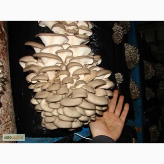 Продам грибы вешенки оптом от производителя.