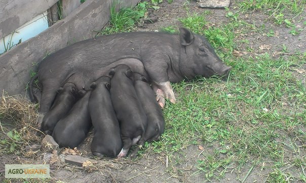Фото 3. Продам вєтнамських поросят і свиноматку