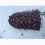 Отличная Картофель 2.80 грн, Сумская обл, Конотоп