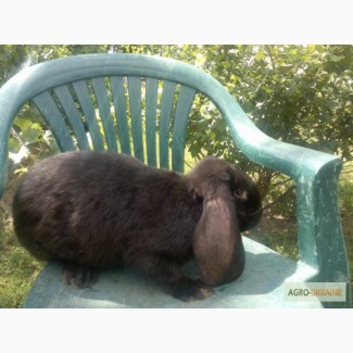 Продам кроликов породы французкий баран