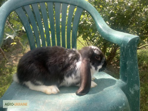 Фото 2. Продам кроликов породы французкий баран