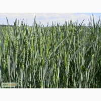 Семена озимой пшеницы, сорт Мулан. Германия