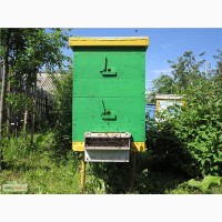 Продам ульи с пчелосемьями в количестве 12 шт