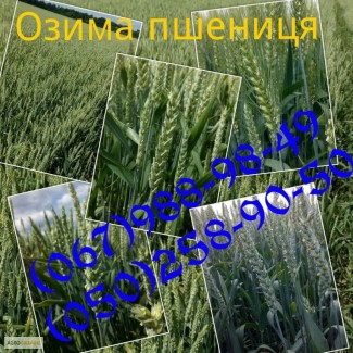 Насіння озимої пшениці Дарунок Поділля (БН, еліта, СН-1)