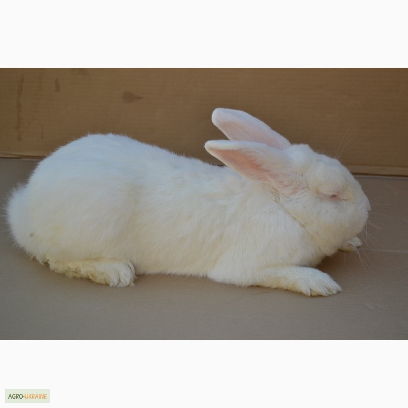 Фото 2. Продаж кроликів Білий Панон (Белый Паннон)