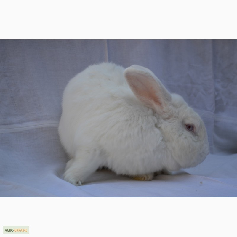 Фото 3. Продаж кроликів Білий Панон (Белый Паннон)