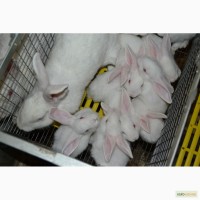 Продаж кроликів Білий Панон (Белый Паннон)