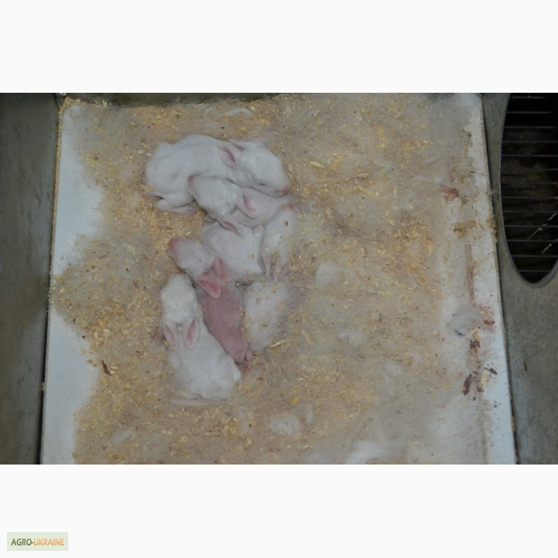 Фото 5. Продаж кроликів Білий Панон (Белый Паннон)