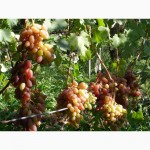 Виноград саджанці ранні, пізні столові сорта