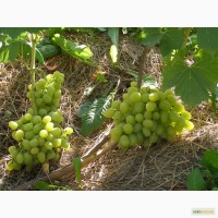 Виноград саджанці ранні, пізні столові сорта