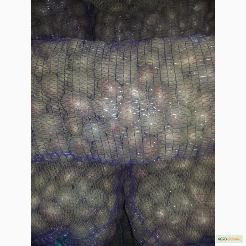 Фото 2. Продам товарну та насіневу картоплю Королева Анна.Наташа, Белороса