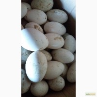 Продам гусинные яйца