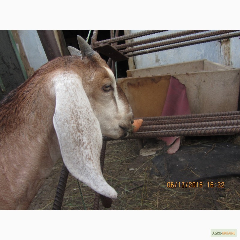 Фото 2. Продам чистокровных нубийских козликов