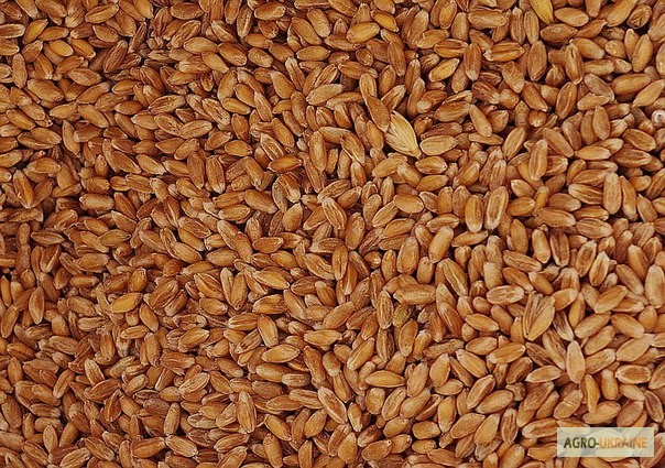 Фото 2. Продам пшеницю Спельту озиму сорт Європа(вимолочене)