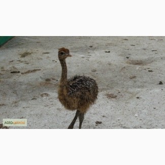 Продам чорного африканського страуса, молодняк страуса, страусят