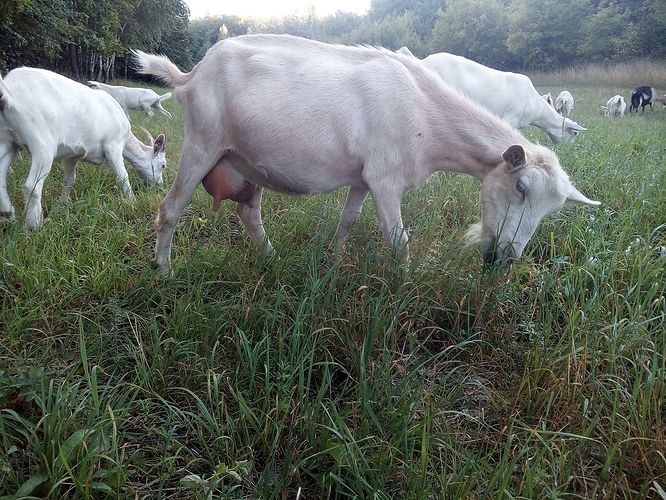 Фото 2. Продам дойную козу Маю. Покрыта 100% зааненцем