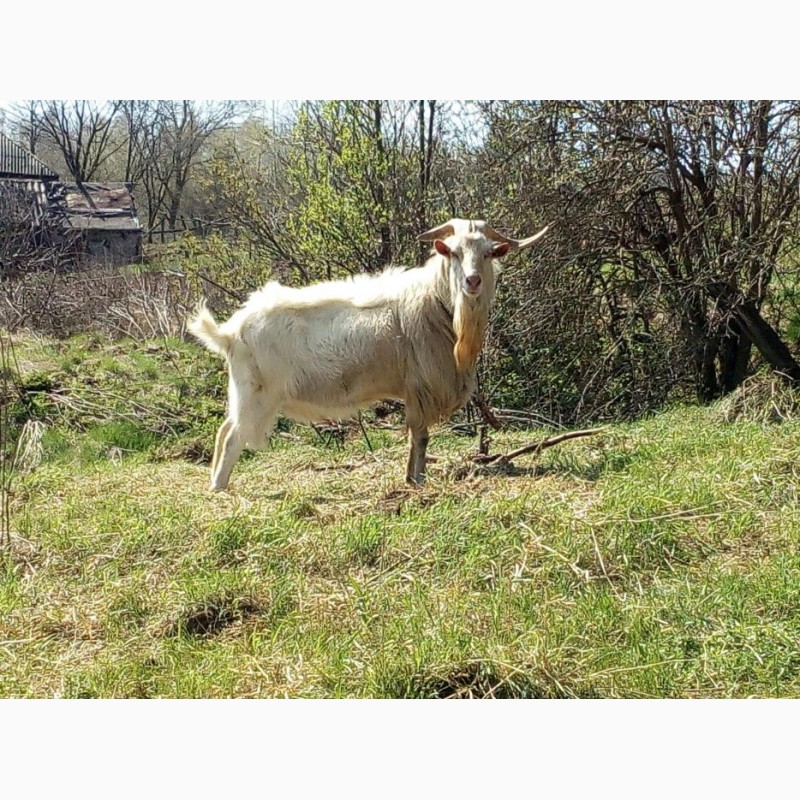 Фото 3. Продам дойную козу Маю. Покрыта 100% зааненцем